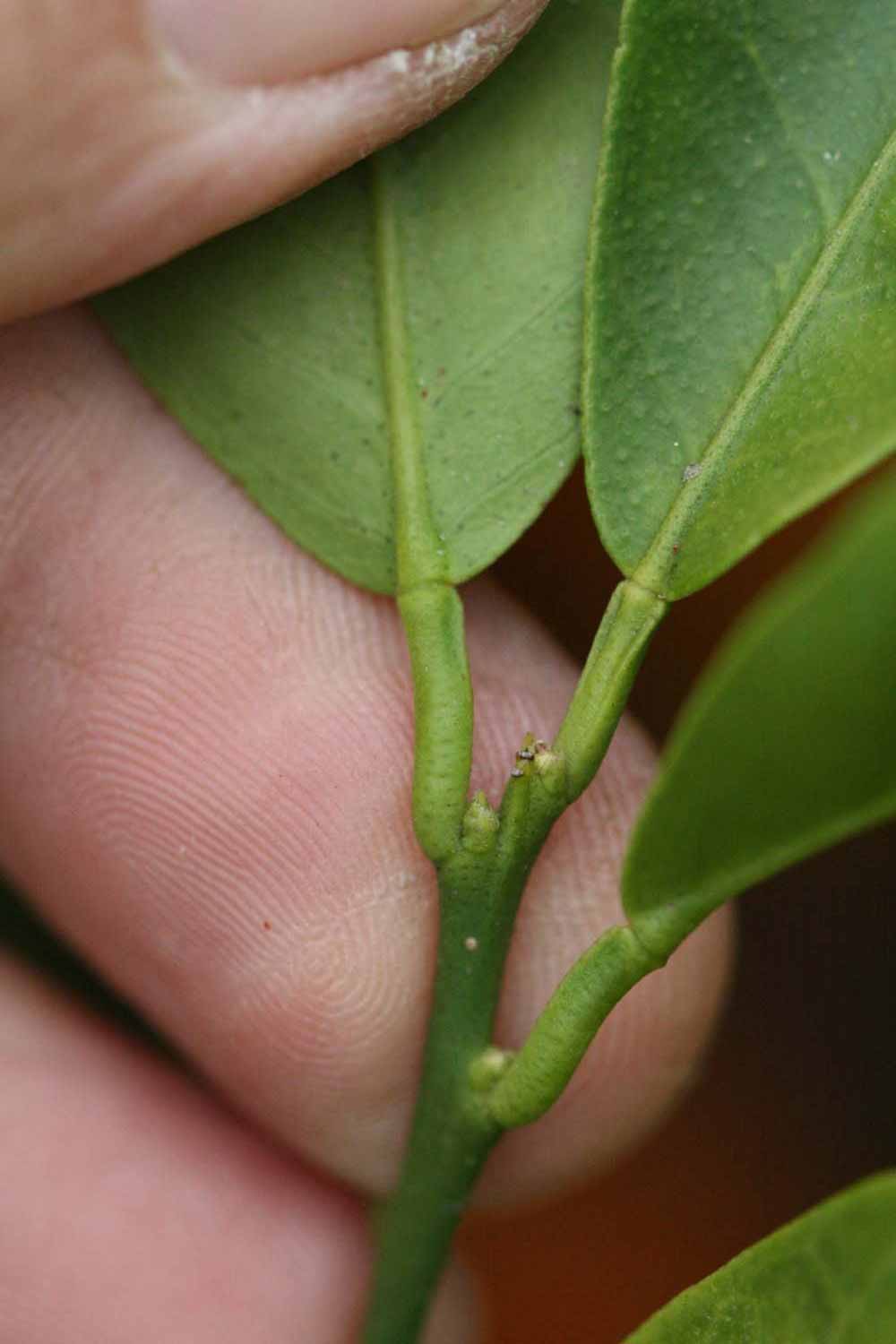              Petiole (Clementina Fina, Riverside, CA)       